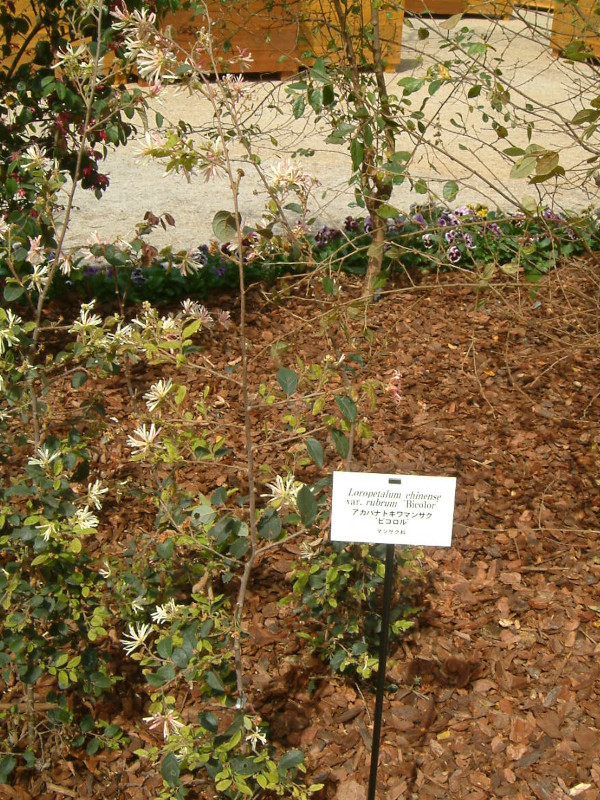 xjoigL}TNErR(Bicolor)